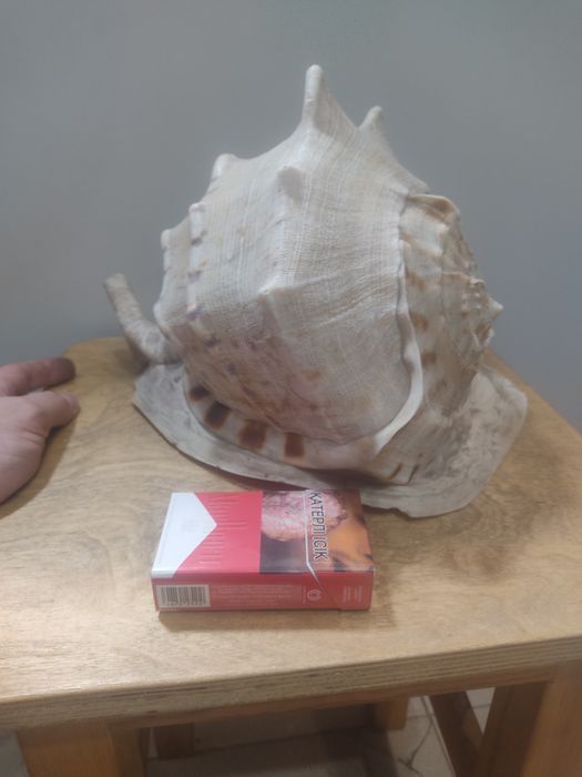 Ракушка для акварума огромная