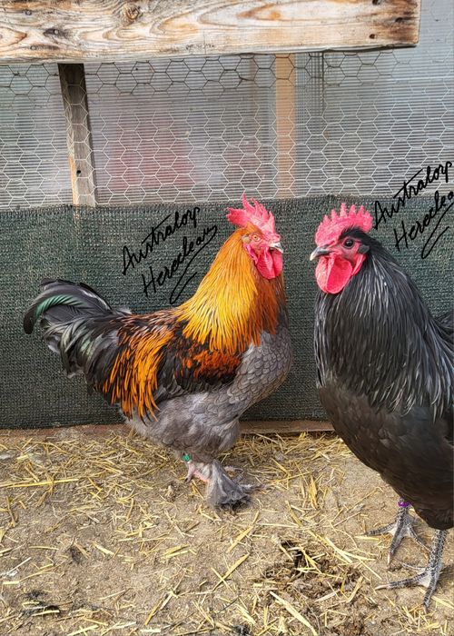 Oua pentru incubat si pui