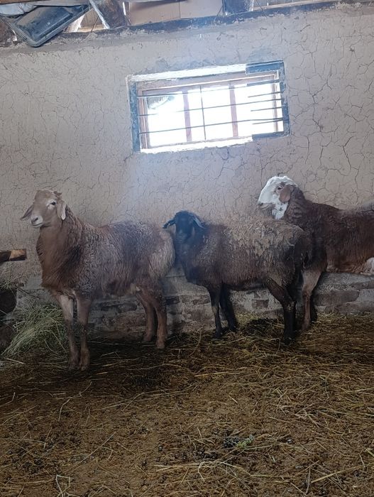 Продаётся сельхоз животные