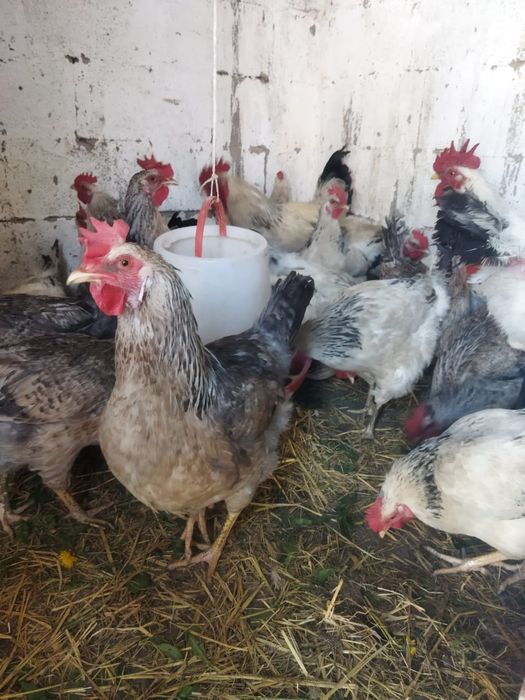 Продам куры домашние