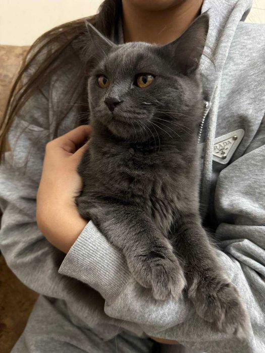 Aqilli mushukchalar uy mushukchalari (Hadiyaga Beriladi