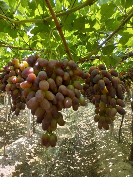 Rzamat uzumi sifatli