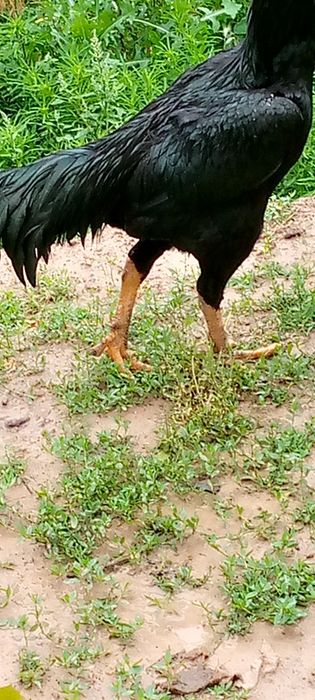 Дакан хороз сотилади тулак