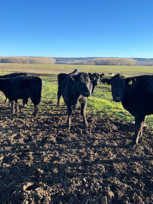 Vând un lot de 12 vitele aberden angus