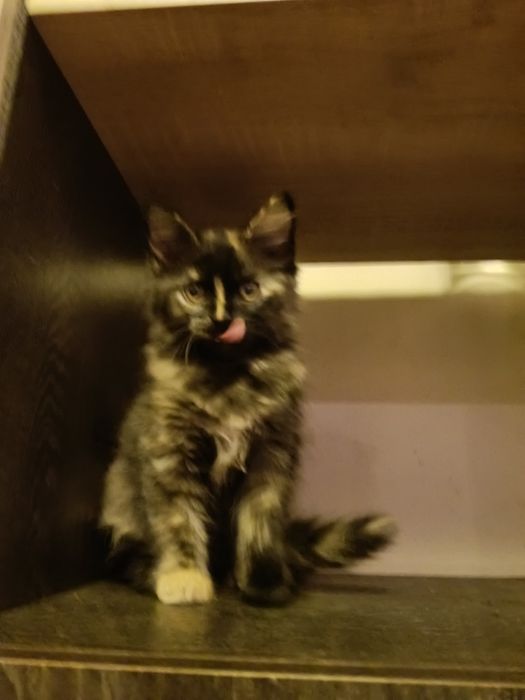 Котёнок девочка 2,5 месяца.