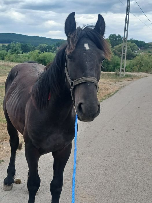 Manz de un an  de vanzare armasar