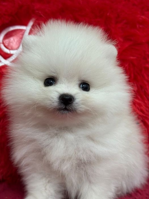 Кремовые шпицы мальчишки