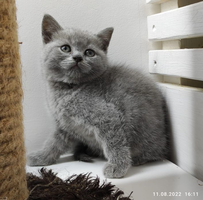 Очаровательные кошечки и котики. Бриташки..