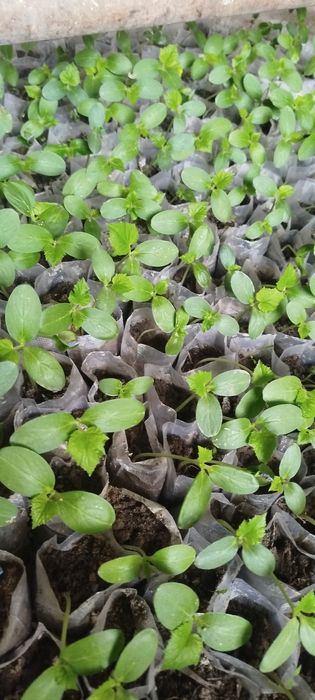 Бодиринг кучатлари