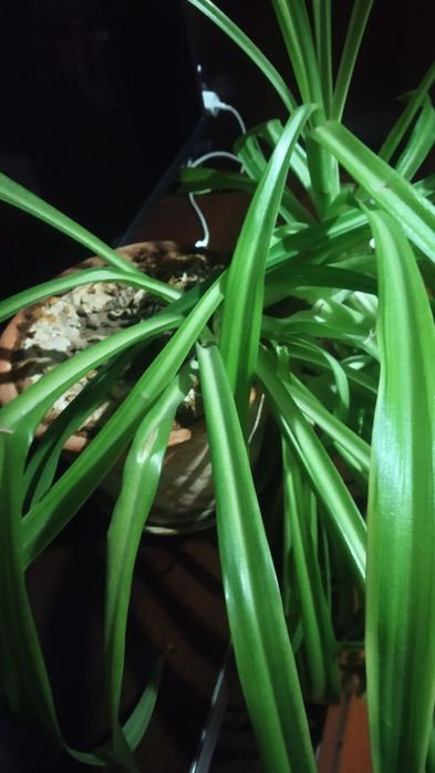 Цветок Хлорофитум.60 000 сум