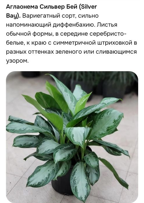 Аглаонема Сильвер Бей.Домашние цветы.