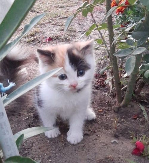 Котята, мягкие облачка счастья