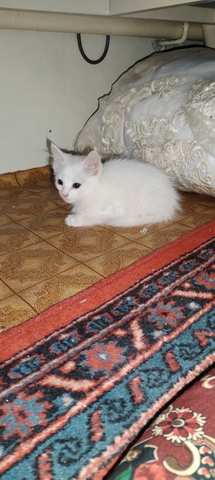 Котенок мысыктын баласы