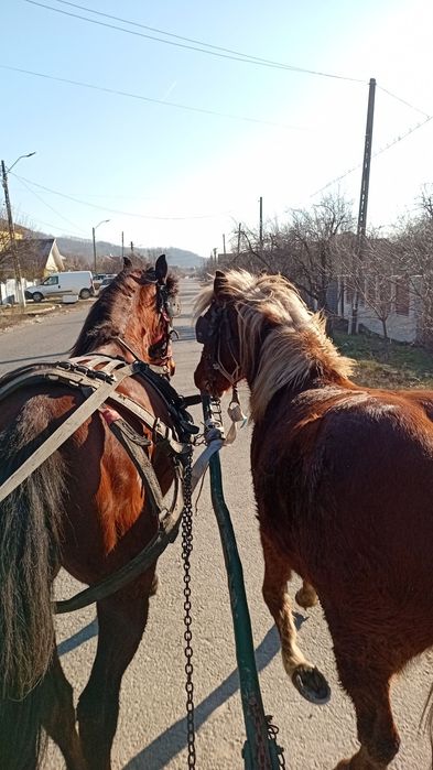 Cârlan de vânzare,sau schimb