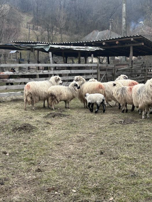 Vand oi turcane de munte