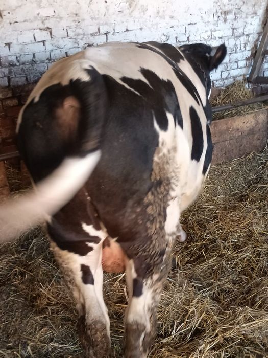 vand tauras de un an jumate, foarte frumos, pret 17 lei kg viu
