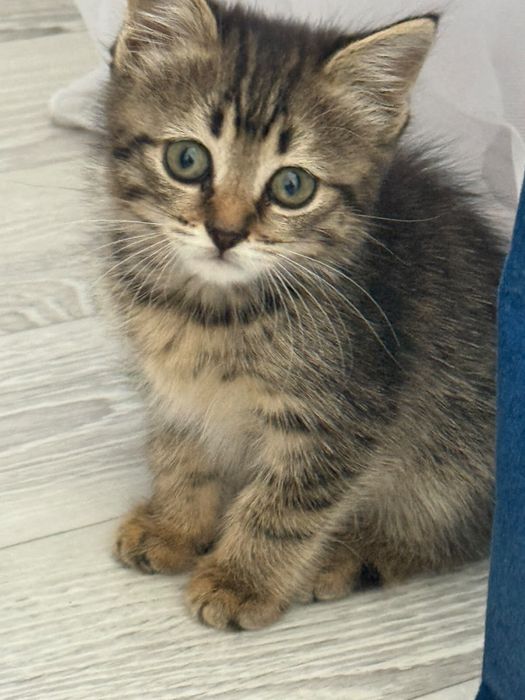Отдам котенка в хорошие руки