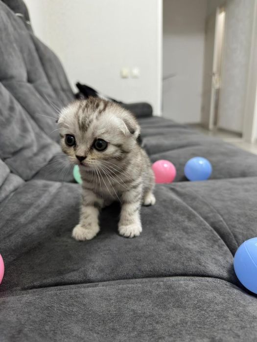 Продаю шикарных котят.