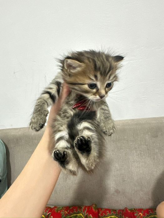 Продается котята