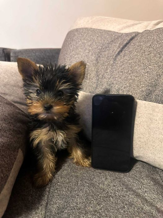 Женско мини йорки