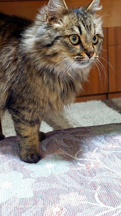 Найден котик пожарка