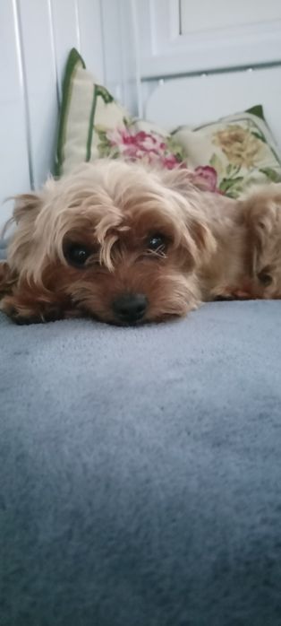 Мальчик Йорк ищет подружку