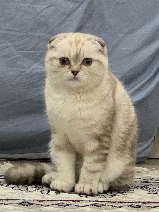 Кошка Вислаухий скоттиш фолд