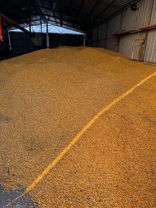 Porumb boabe cules toamna