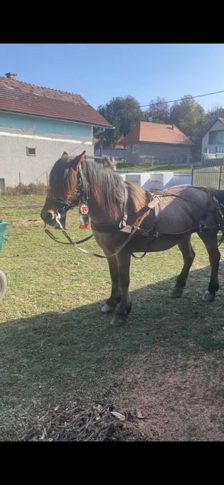 Se vinde sau schimbq cal sau schimb cu iapa