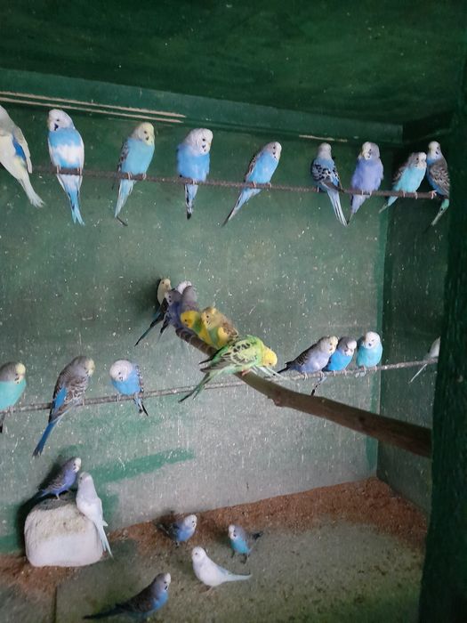 Vând peruși din crescatoria proprie