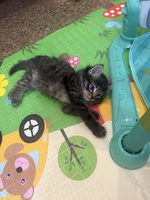 Продам котенка, мальчик