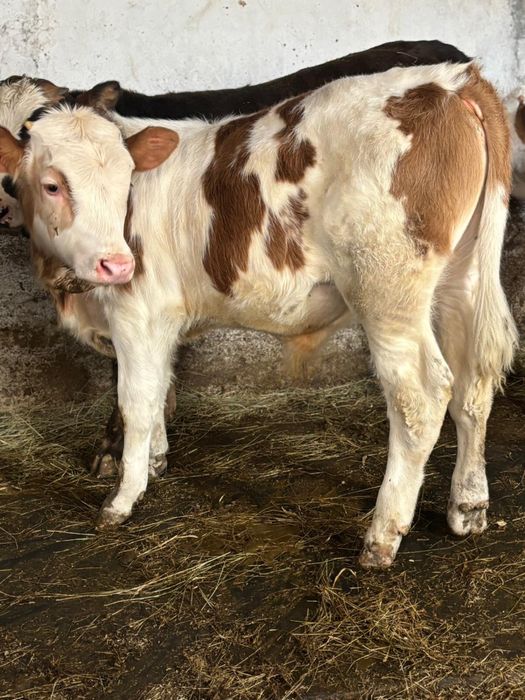 Vand viței bine intretinuti