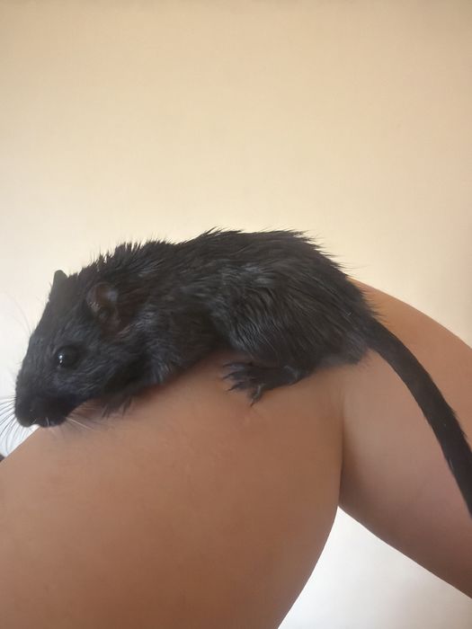 Vând veveriță Degu