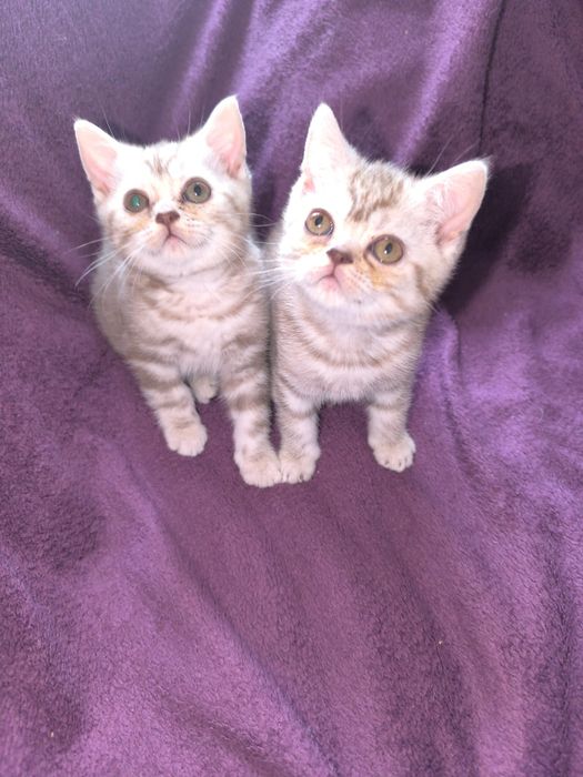 Продам котят шотландские