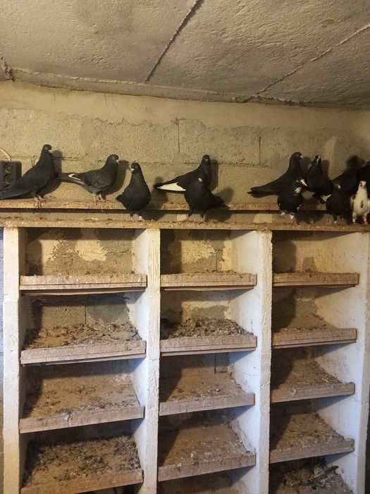 Продавам Пазарджишки високолетци