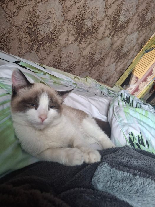 Потерялся котенок