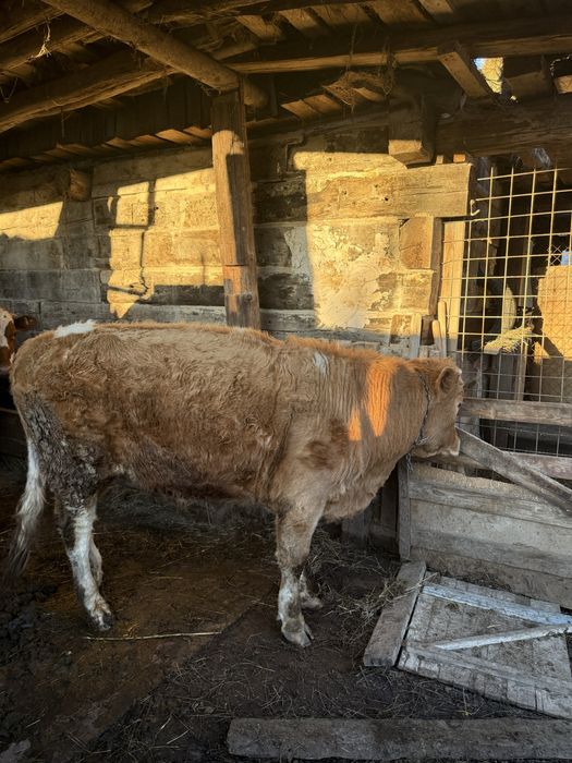 Бука саттылады 2 жылдык