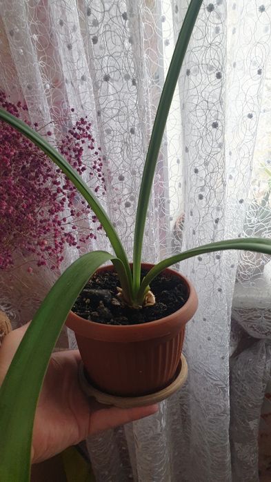 Гиппеаструм комнатное растение