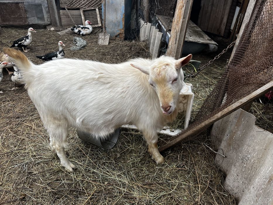 Продается козел нубийской породы.