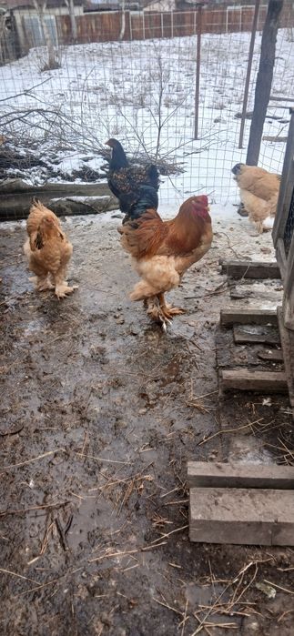 Ouă pentru incubat de la găini brahma