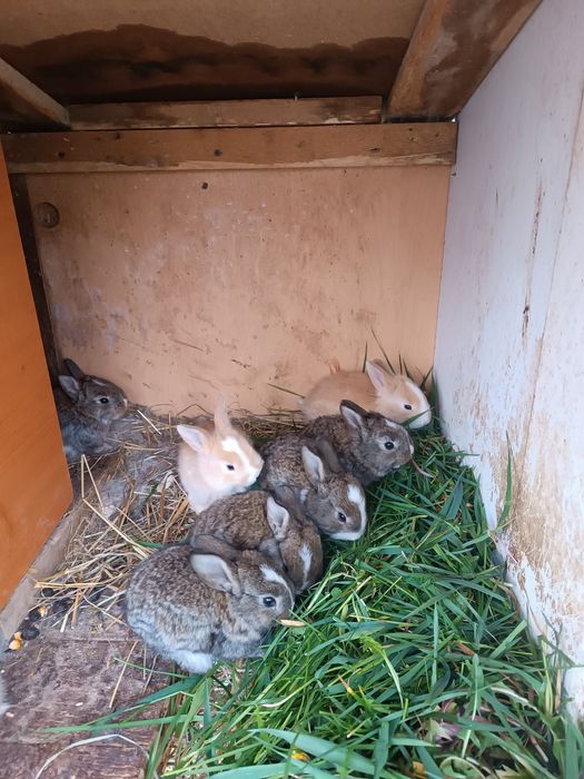Iepurași drăgălași