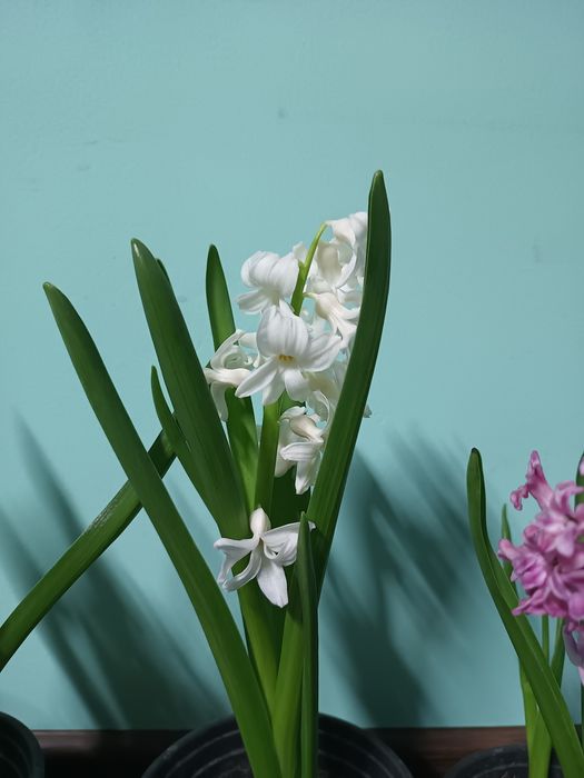 Гиацинты разных цветов