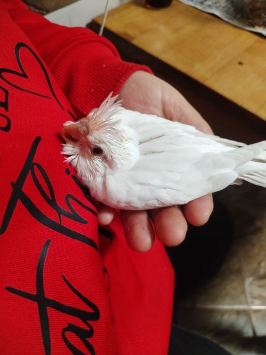 Pereche Nimfe mature albino/lutino