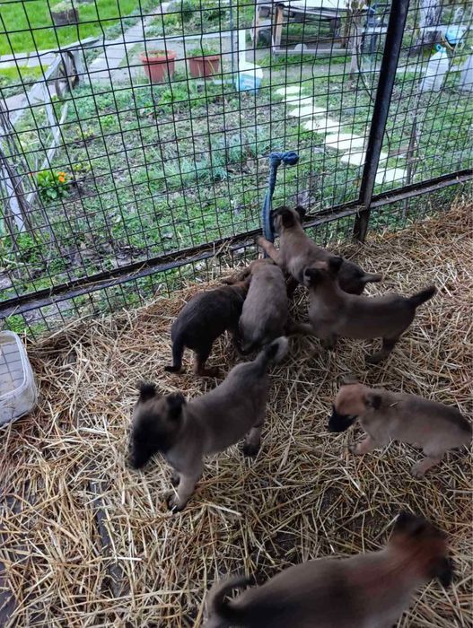 Белгийка овчарка-Малиноа