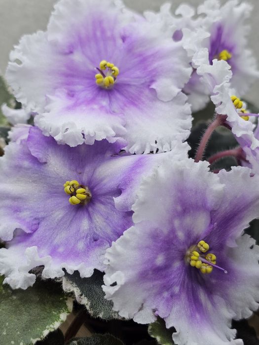 Фиалка Dn-Дух Рiздва