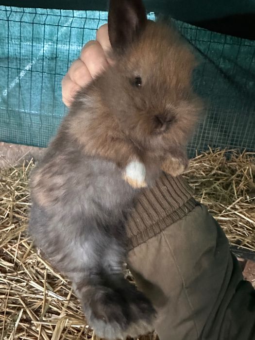 Vând Pui iepure pitic