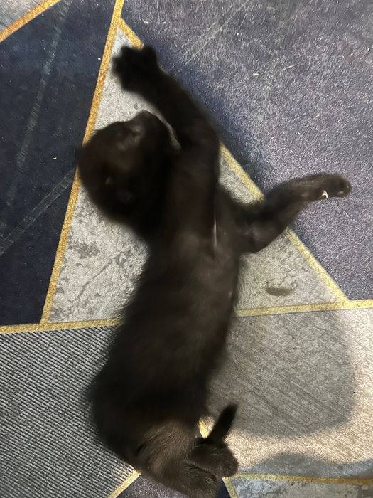 Отдам котят в хорошие руки