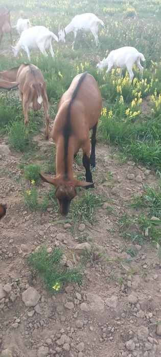 Vând Țap rasa alpina franceză