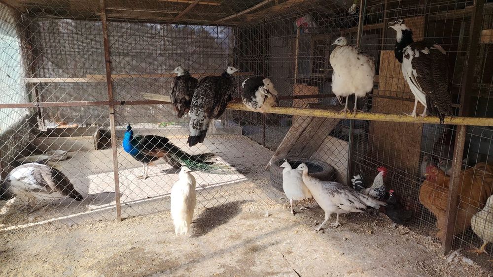 Găini cochinchina uriaș și pauni