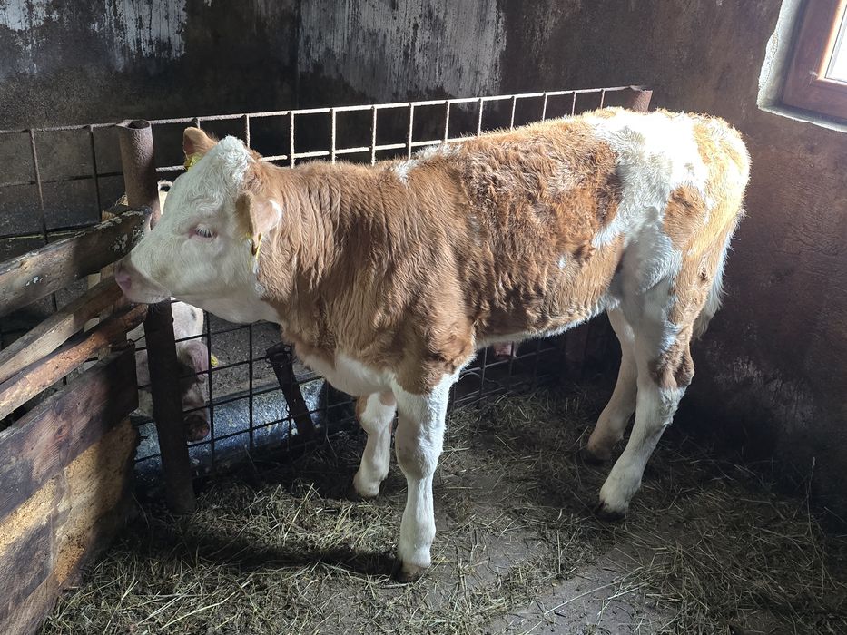 Vițea bălțată românească